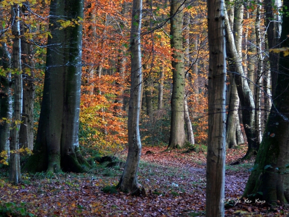 Chant d'automne 2012 (25)